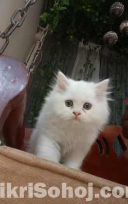 Persian kitten